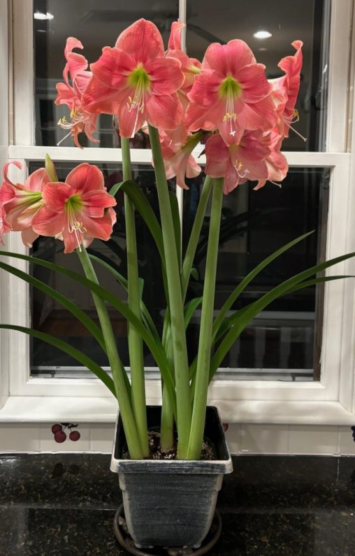 Amaryllis